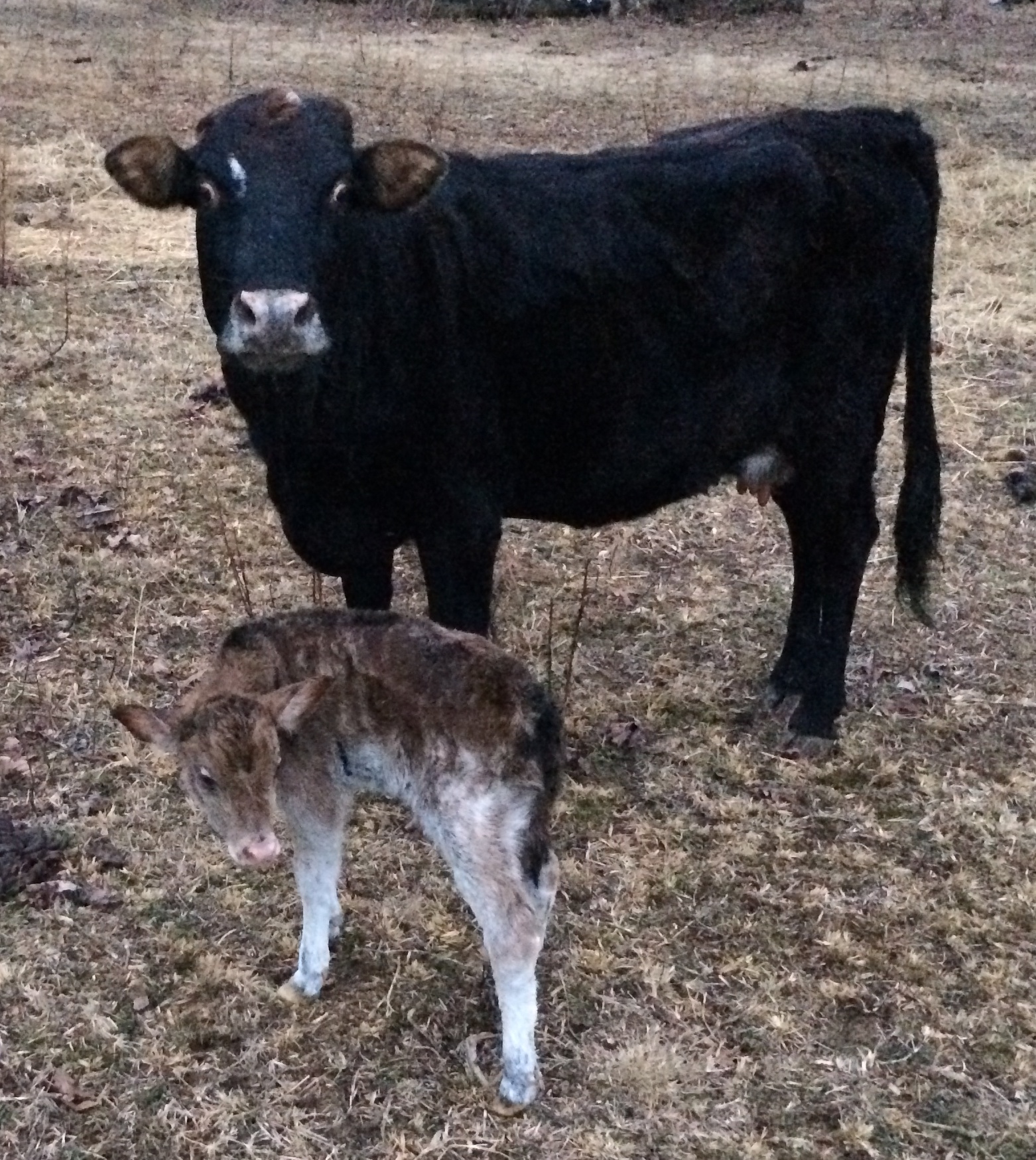 Miniature Zebu Calf